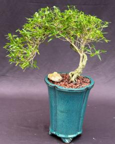 Chinese Flowering White Serissa <br>Bonsai Tree of a Thousand Stars <br>Semi Cascade Style<br>(serissa japonica)</i>