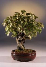 Trident Maple Root Over Rock Bonsai Tree<br><i>(acer buergerianum)</i>