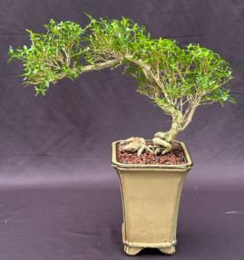 Chinese Flowering White Serissa <br>Bonsai Tree of a Thousand Stars <br>Semi Cascade Style<br>(serissa japonica)</i>