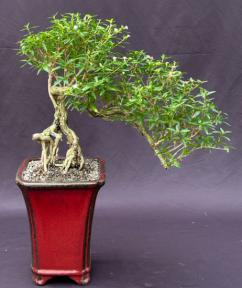 Chinese Flowering White Serissa<br> Bonsai Tree of a Thousand Stars <br>Raised Roots & Semi Cascade Style <br>(serissa japonica)</i>