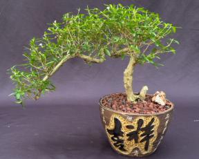 Chinese Flowering White Serissa <br>Bonsai Tree of a Thousand Stars <br>Semi Cascade Style<br>(serissa japonica)</i>