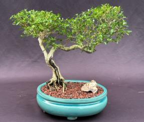 Chinese Flowering White Serissa <br>Bonsai Tree of a Thousand Stars <br>Semi Cascade Style<br>(serissa japonica)</i>