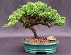 Juniper Bonsai Tree - Trained <br><i>(juniper procumbens nana)</i>