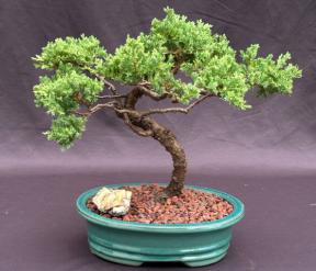 Juniper Bonsai Tree - Trained <br><i>(juniper procumbens nana)</i>