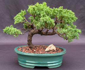 Juniper Bonsai Tree - Trained <br><i>(juniper procumbens nana)</i>