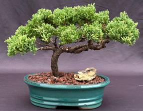 Juniper Bonsai Tree - Trained <br><i>(juniper procumbens nana)</i>