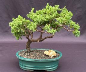 Juniper Bonsai Tree - Trained <br><i>(juniper procumbens nana)</i>