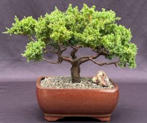 Juniper Bonsai Tree - Trained <br><i>(juniper procumbens nana)</i>