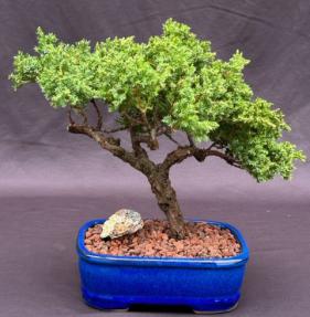 Juniper Bonsai Tree - Trained <br><i>(juniper procumbens nana)</i>