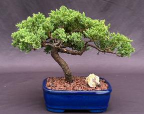 Juniper Bonsai Tree - Trained <br><i>(juniper procumbens nana)</i>