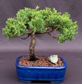 Juniper Bonsai Tree - Trained <br><i>(juniper procumbens nana)</i>