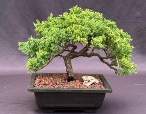 Juniper Bonsai Tree - Trained <br><i>(juniper procumbens nana)</i>