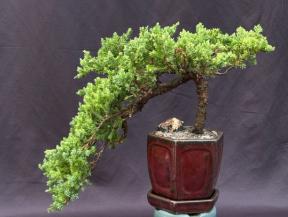 Juniper Bonsai Tree - Cascade Style <br><i>(juniper procumbens nana)</i>