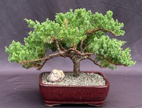 Juniper Bonsai Tree - Trained<br><i>(juniper procumbens nana)</i>