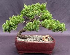 Juniper Bonsai Tree - Trained <br><i>(juniper procumbens nana)</i>