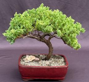 Juniper Bonsai Tree - Trained <br><i>(juniper procumbens nana)</i>