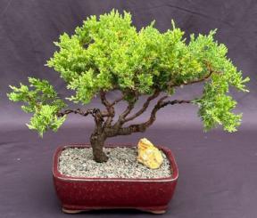 Juniper Bonsai Tree - Trained <br><i>(juniper procumbens nana)</i>