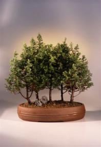 Alaska Cedar Bonsai Tree<br><i>(chamecyparis thoides andelensis 