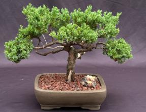 Juniper Bonsai Tree - Trained with Jin & Shari Style<br><i>(juniper procumbens nana)</i>
