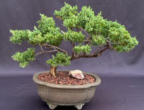 Juniper Bonsai Tree - Trained <br><i>(juniper procumbens nana)</i>