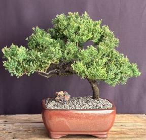 Juniper Bonsai Tree - Trained <br><i>(juniper procumbens nana)</i>