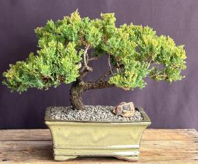 Juniper Bonsai Tree - Trained <br><i>(juniper procumbens nana)</i>