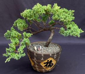 Juniper Bonsai Tree - Trained <br><i>(juniper procumbens nana)</i>