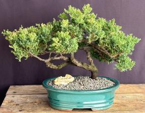 Juniper Bonsai Tree - Trained <br><i>(juniper procumbens nana)</i>