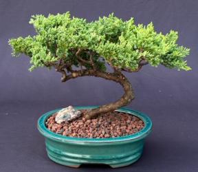 Juniper Bonsai Tree - Trained <br><i>(juniper procumbens nana)</i>