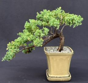 Juniper Bonsai Tree - Trained <br><i>(juniper procumbens nana)</i>