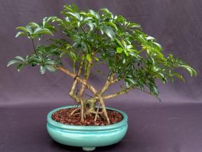 Hawaiian Umbrella Bonsai Tree<br>Banyan Style<br>(arboricola schfflera)