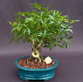 Hawaiian Umbrella Bonsai Tree<br>Coiled Trunk Banyan Style<br><i>(arboricola schefflera 'luseanne')</i>