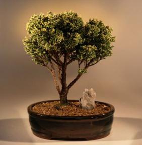 Plume Cypress Bonsai Tree<br><i>(chamecyparis pisifera plumosa)</i>