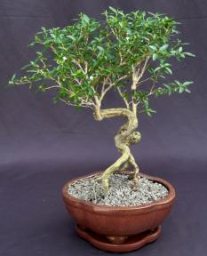 Flowering Mount Fuji Serissa Bonsai Tree<br> With Raised Roots <br><i>(serissa foetida)</i>