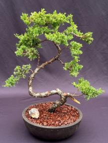Juniper Bonsai Tree - Trained in Jin Style<br><i>(juniper procumbens nana)</i>