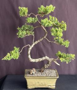 Juniper Bonsai Tree - Trained in Jin Style<br><i>(juniper procumbens nana)</i>