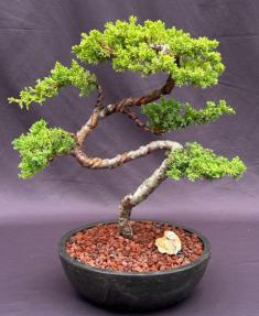 Juniper Bonsai Tree - Trained <br><i>(juniper procumbens nana)</i>