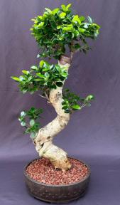 Fruiting Green Emerald Ficus Bonsai Tree<br>Curved Trunk & Tiered Branching<br><i>(ficus microcarpa)</i>