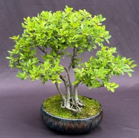 Chinese Elm Bonsai Tree - Clump Style <br><i>(ulmus parvifolia)</i>