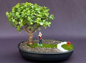 Baby Jade Bonsai Tree - Miniature Golf Course Scene<br><i>(portulacaria afra)