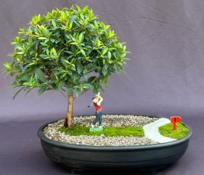 Flowering Brush Cherry Bonsai Tree<br><i>Miniature Golf Course Scene<br><i>(eugenia myrtifolia)</i>
