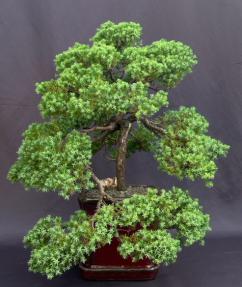 Juniper Bonsai Tree - Trained <br><i>(juniper procumbens nana)</i>