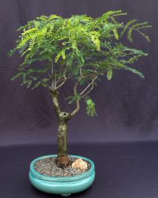 Flowering Horseflesh Mahogany Bonsai Tree <br><i>(lysiloma sabicu)</i>