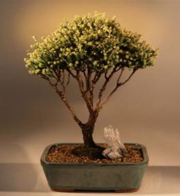 Plume Cypress Bonsai Tree<br><i>(chamecyparis pisifera plumosa)</i>
