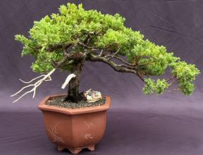 Juniper Bonsai Tree - Trained in Jin Style <br><i>(juniper procumbens nana)</i>