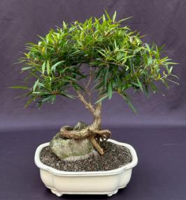 Willow Leaf Ficus Bonsai Tree<br><i>Root Over Rock Style<br><i>(Ficus Nerifolia/Salisafolia) </i>