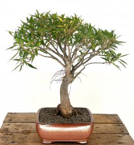 Willow Leaf Ficus Bonsai Tree<br><i>(Ficus Nerifolia/Salisafolia) </i>