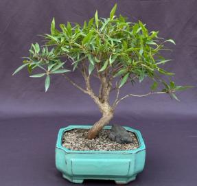 Willow Leaf Ficus Bonsai Tree<br><i>(Ficus Nerifolia/Salisafolia) </i>