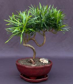 Flowering Podocarpus Bonsai Tree<br>Coiled Trunk Style<br><i>(podocarpus macrophyllus)</i>