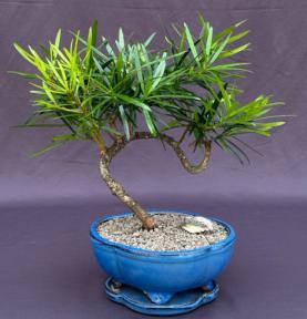 Flowering Podocarpus Bonsai Tree<br>Coiled Trunk Style<br><i>(podocarpus macrophyllus)</i>